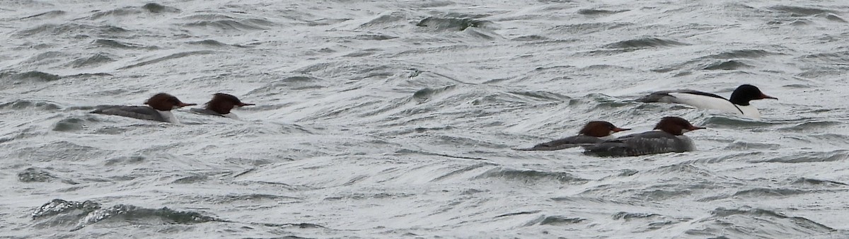 Common Merganser - ML630849945