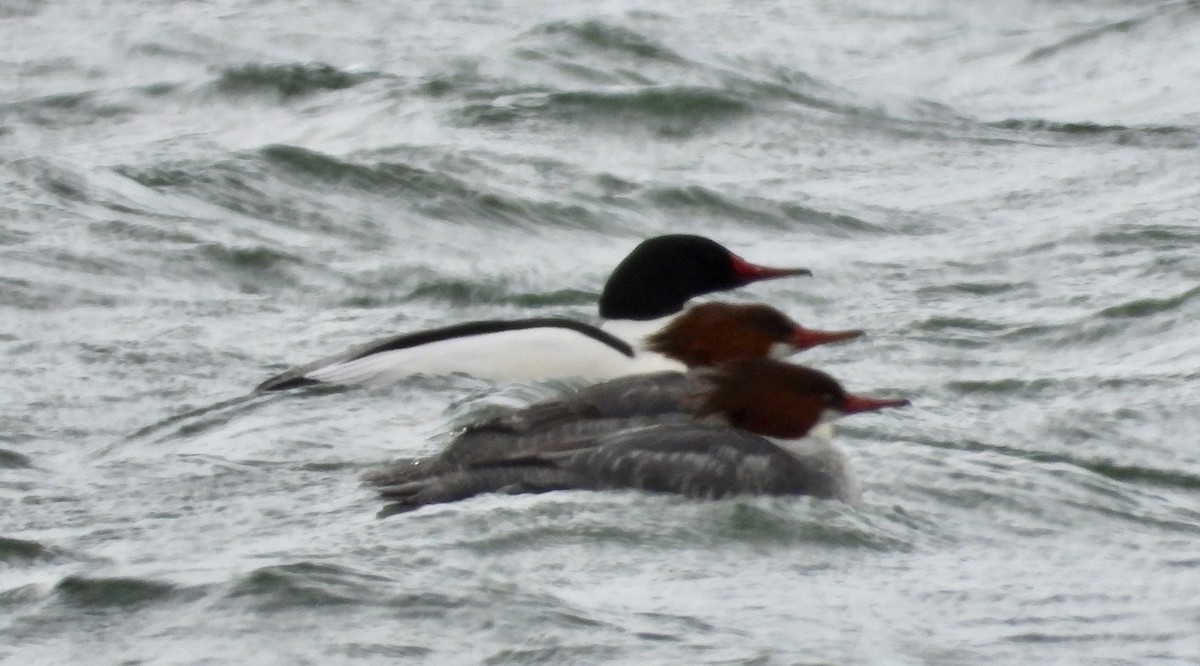 Common Merganser - ML630849946