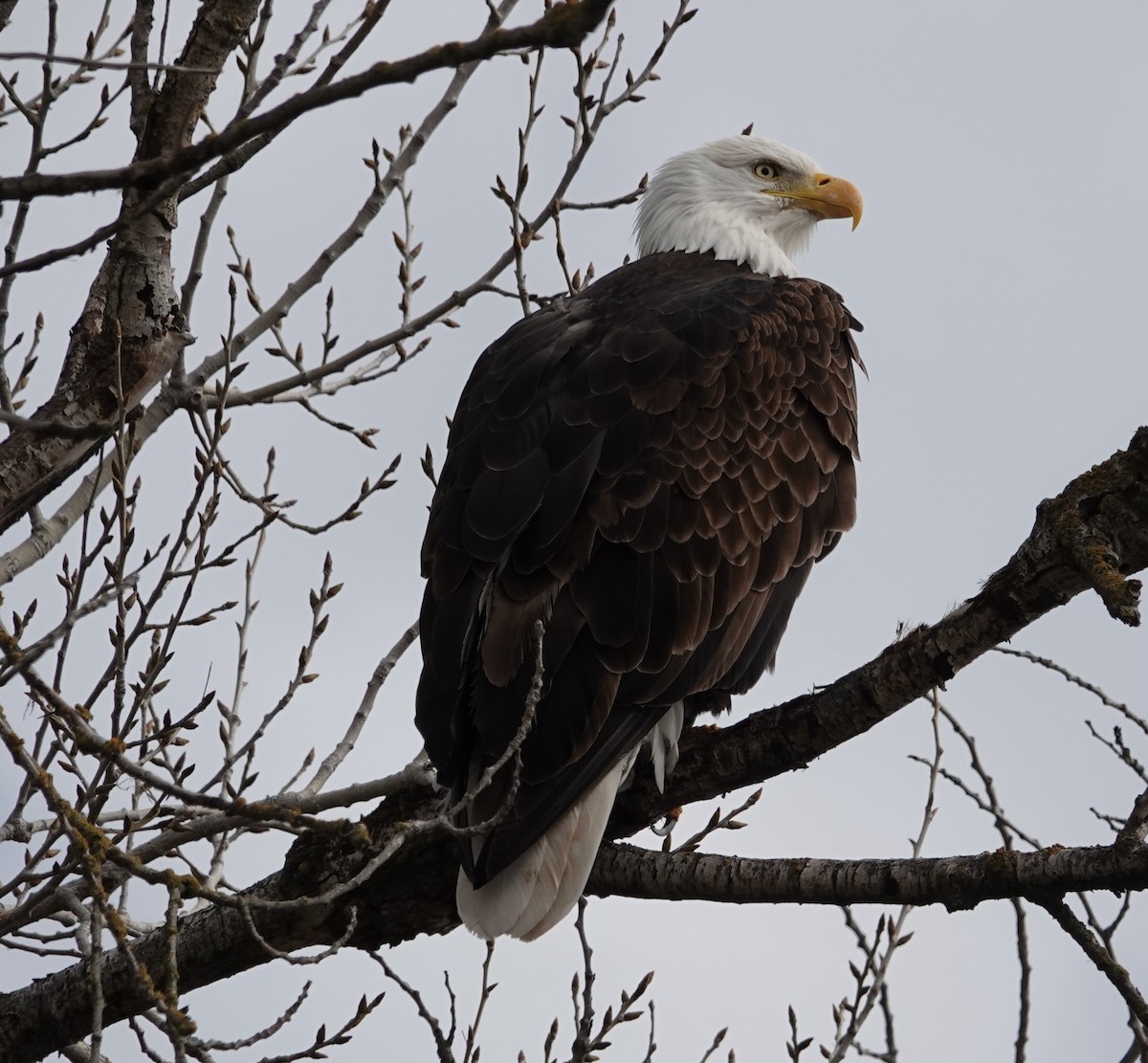 Bald Eagle - ML630849986