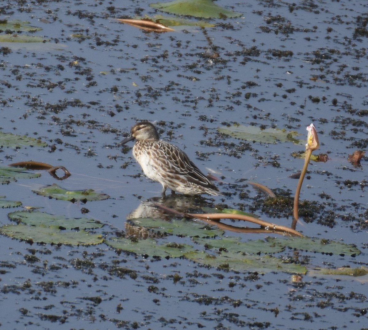Garganey - ML630849993
