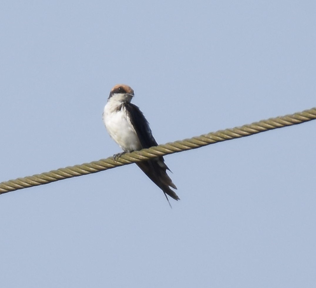 Wire-tailed Swallow - ML630850030