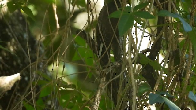 Добаш зебровий - ML630850104