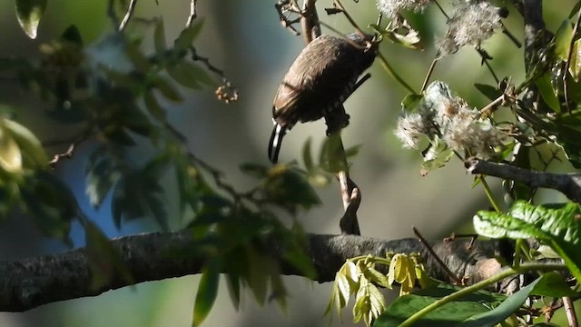 Добаш зебровий - ML630850105