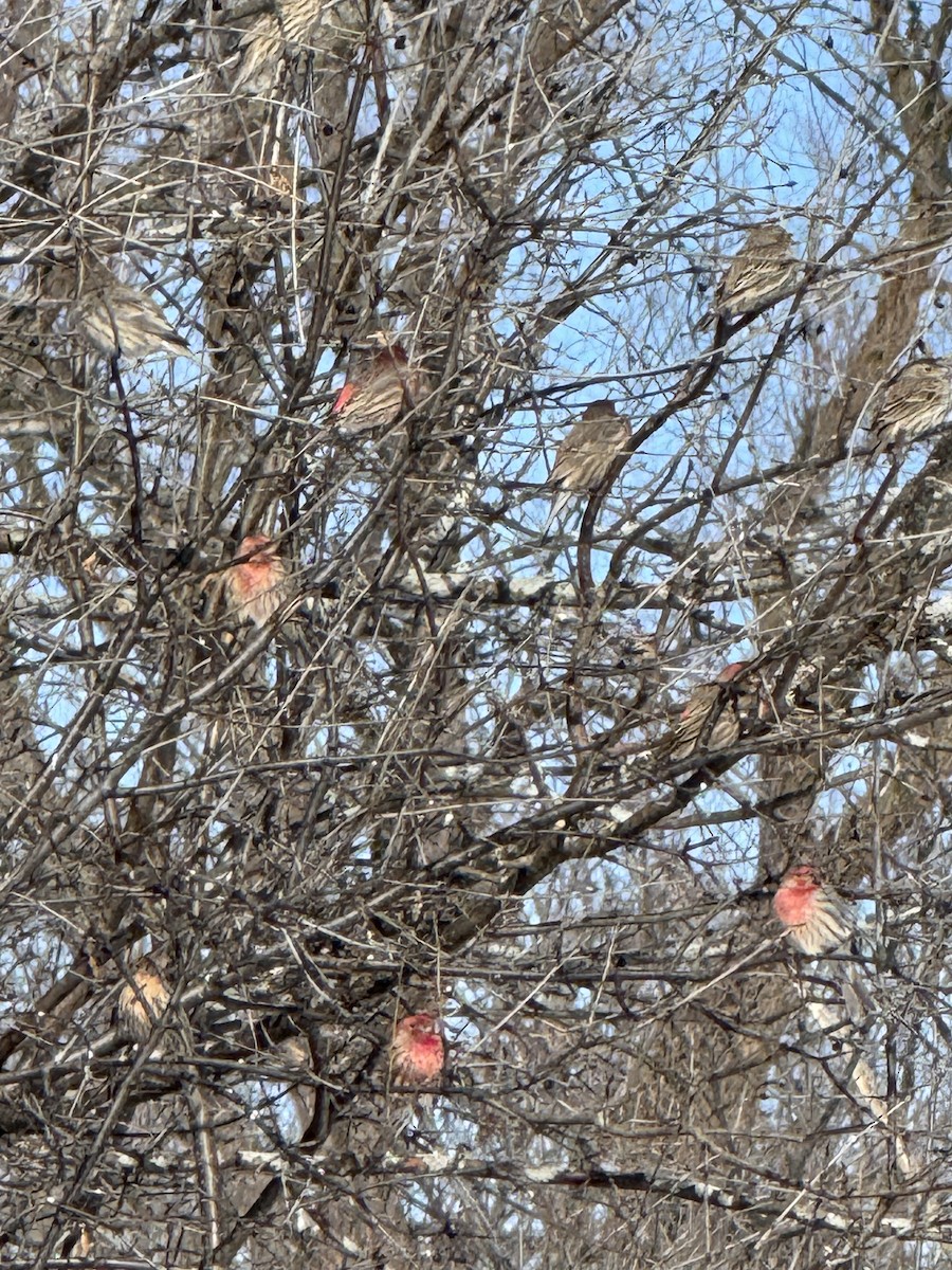 House Finch - ML630850196