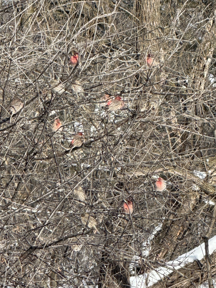 House Finch - ML630850197