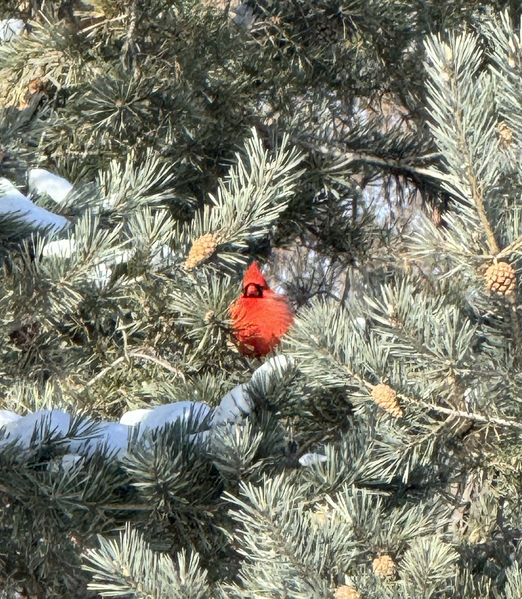 Northern Cardinal - ML630850206
