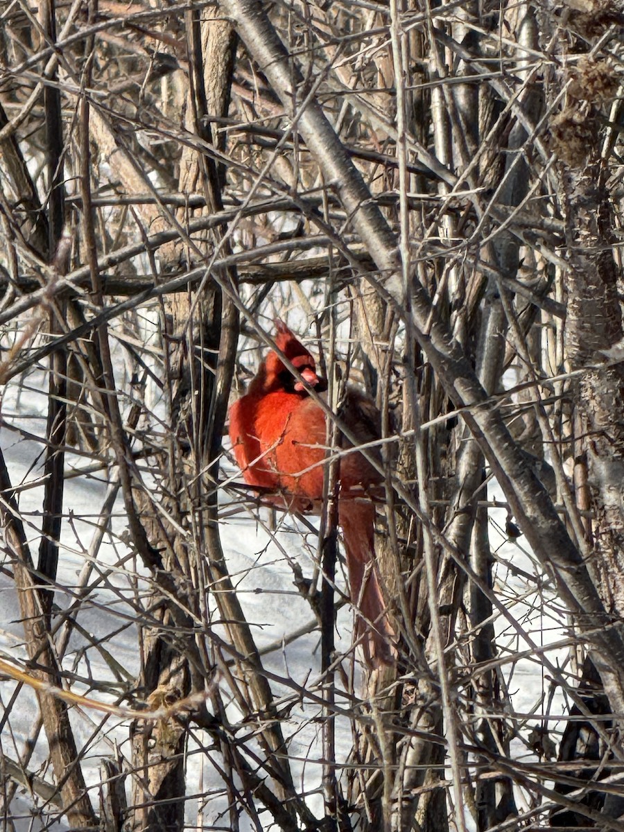 Northern Cardinal - ML630850208