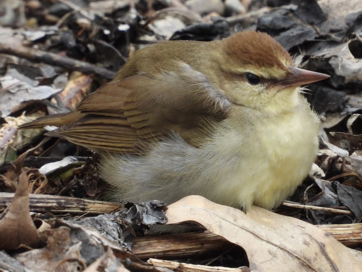 Swainson's Warbler - ML630850214