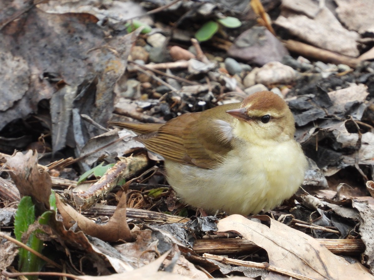 Swainson's Warbler - ML630850215