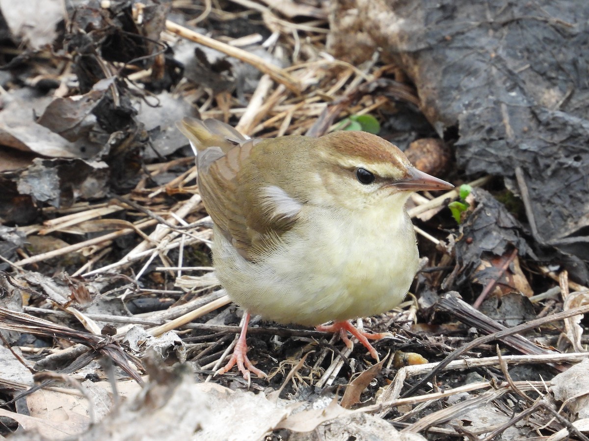 Swainson's Warbler - ML630850216