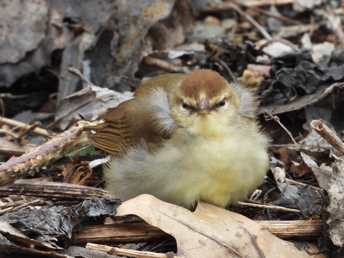 Swainson's Warbler - ML630850218