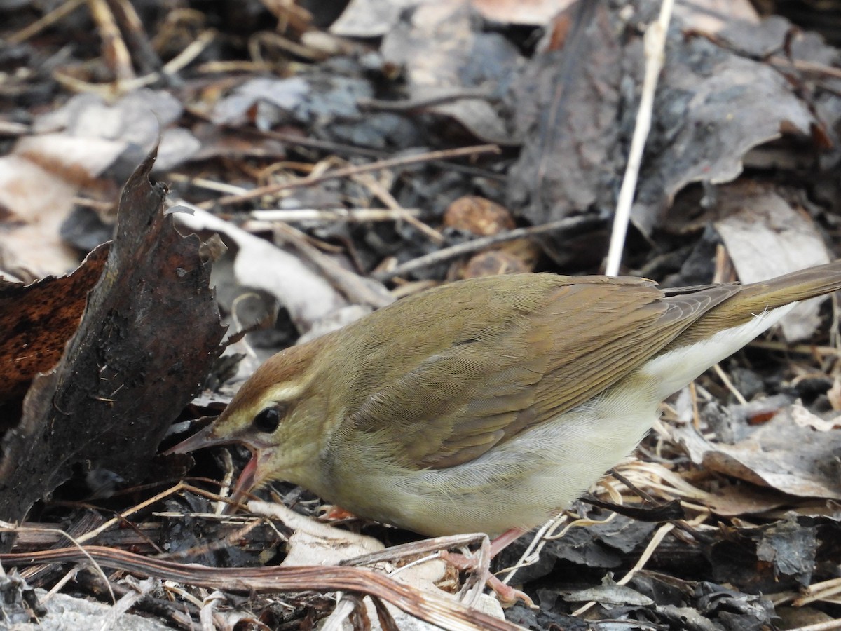 Swainson's Warbler - ML630850219