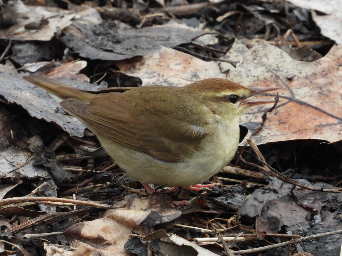 Swainson's Warbler - ML630850220
