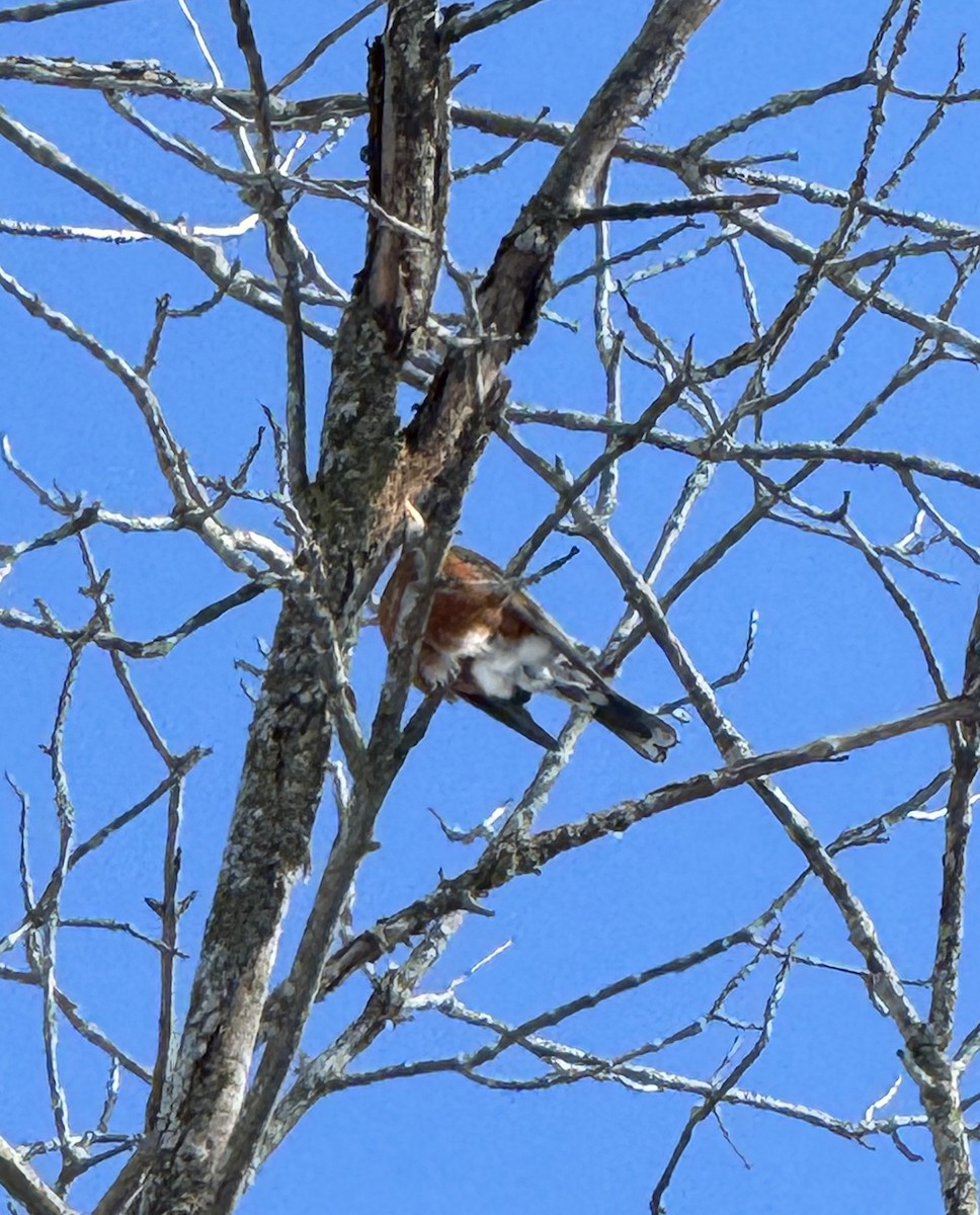American Robin - ML630850224