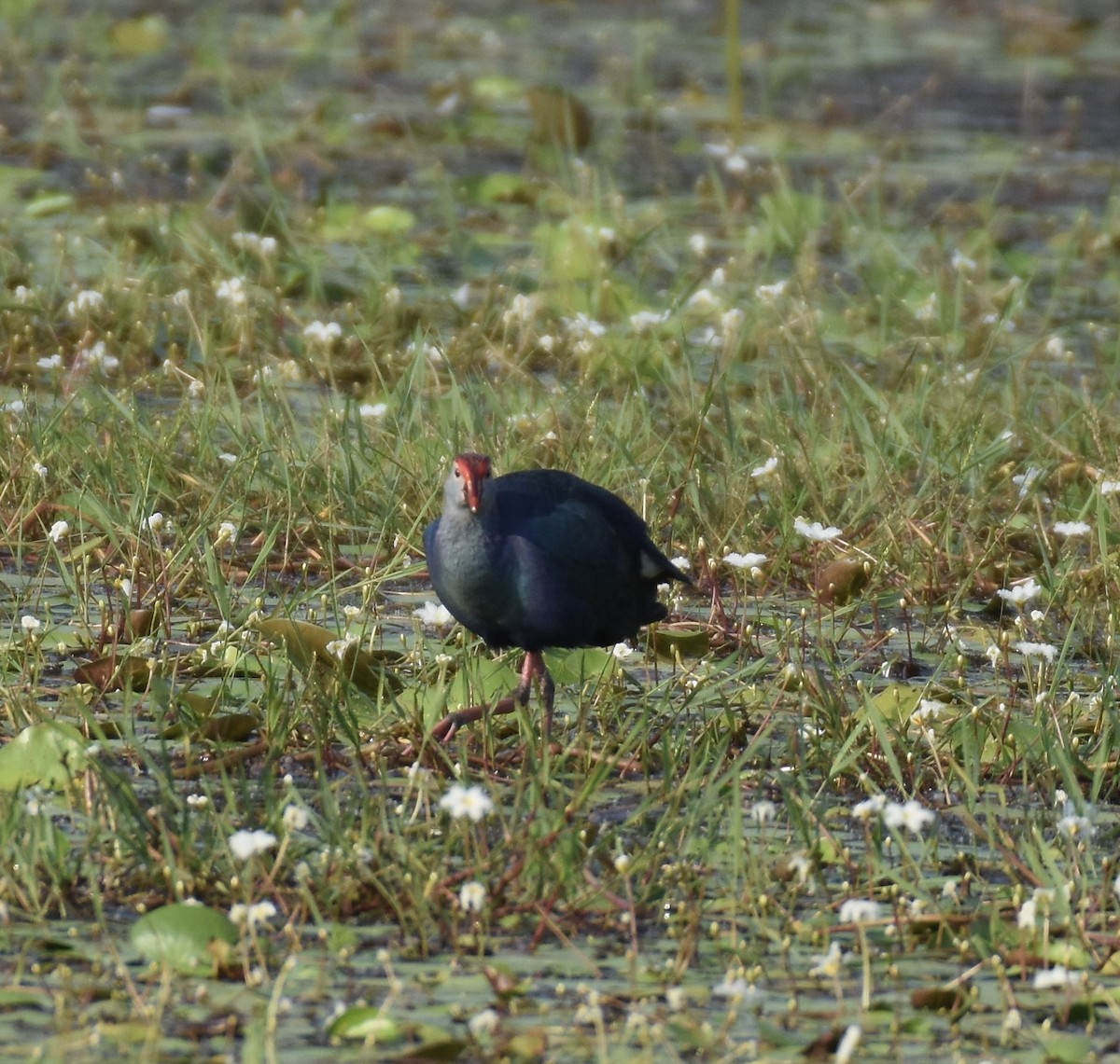 Gray-headed Swamphen - ML630850234