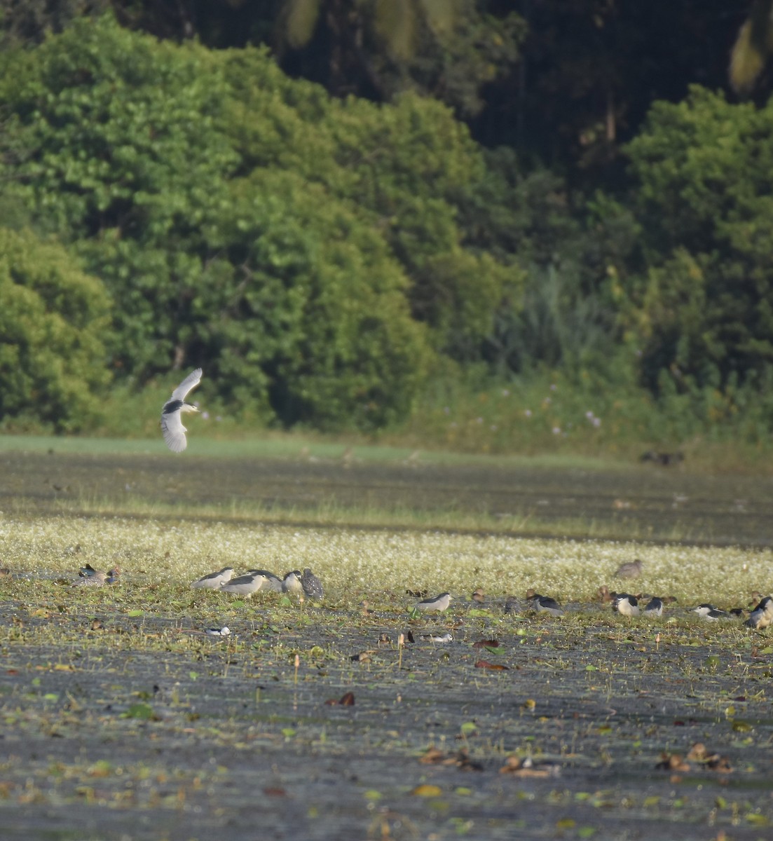 Black-crowned Night Heron - ML630850250
