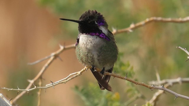 Costa's Hummingbird - ML630850335