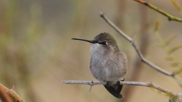 Costa's Hummingbird - ML630850351