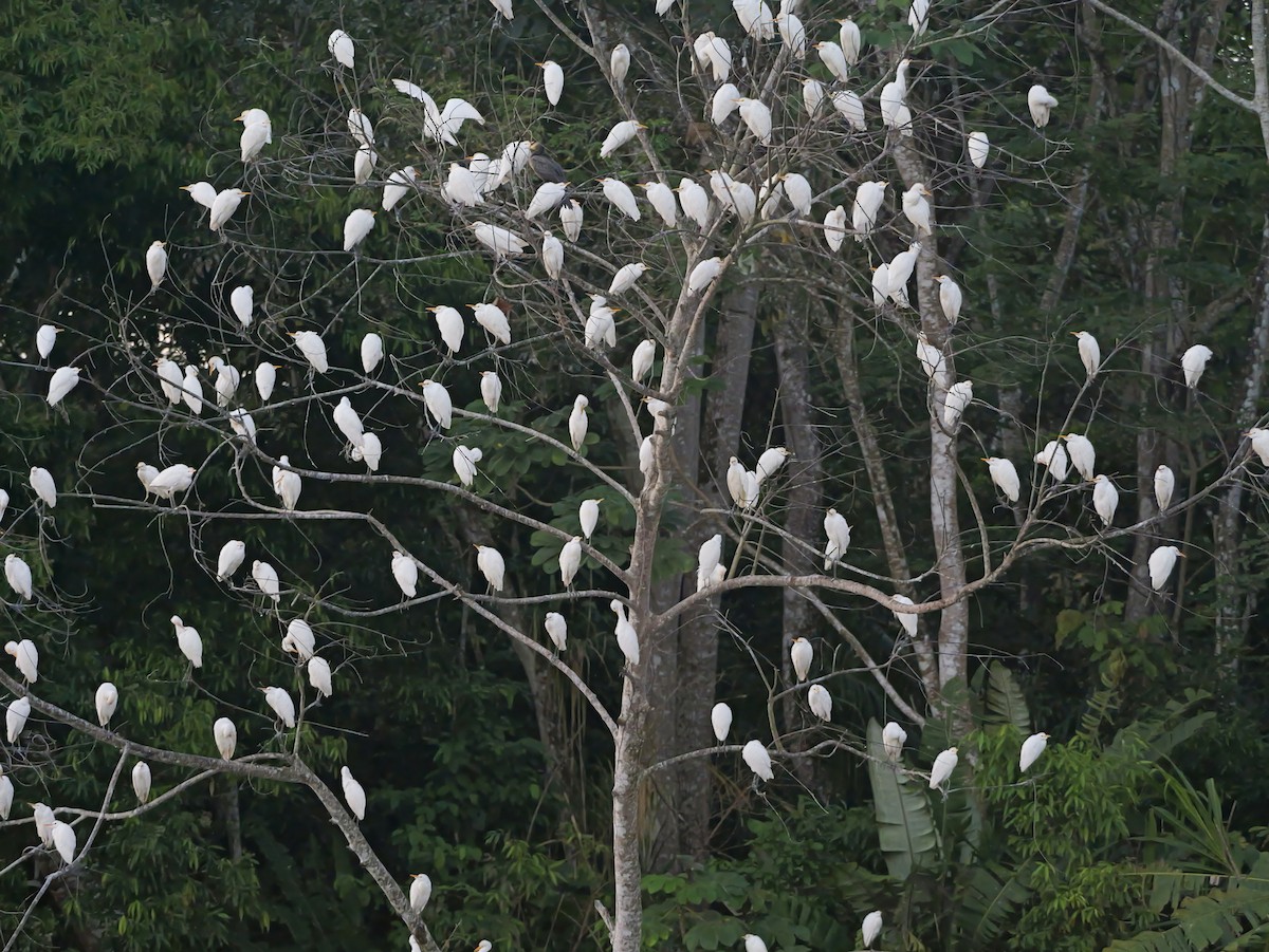 eBird Checklist - 22 Jan 2025 - Río Chucunaque - 30 species (+1 other taxa)