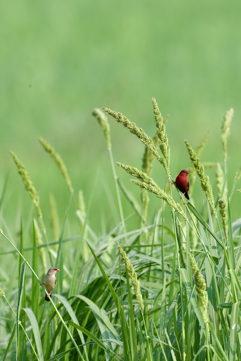 Red Avadavat - ML630850484