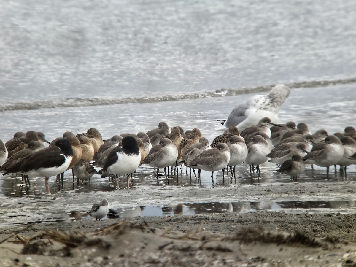 American Oystercatcher - ML630850594