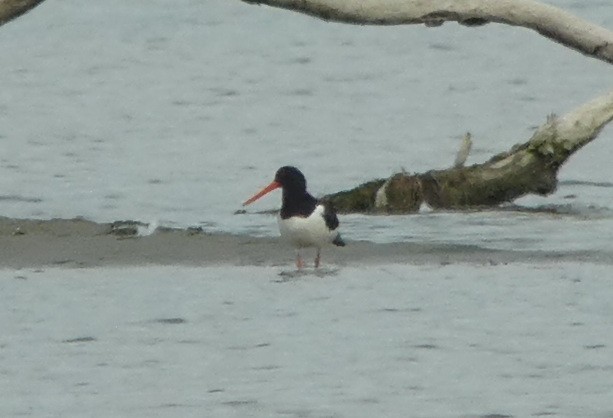 Eurasian Oystercatcher - ML630850777