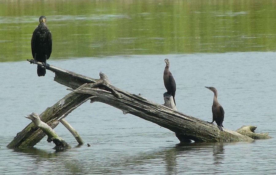 Pygmy Cormorant - ML630850845