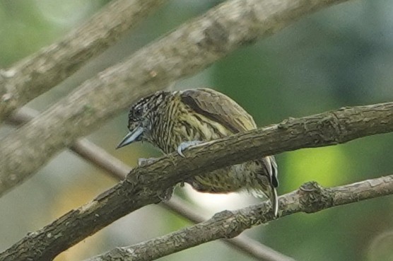 Bar-breasted Piculet - ML630850987