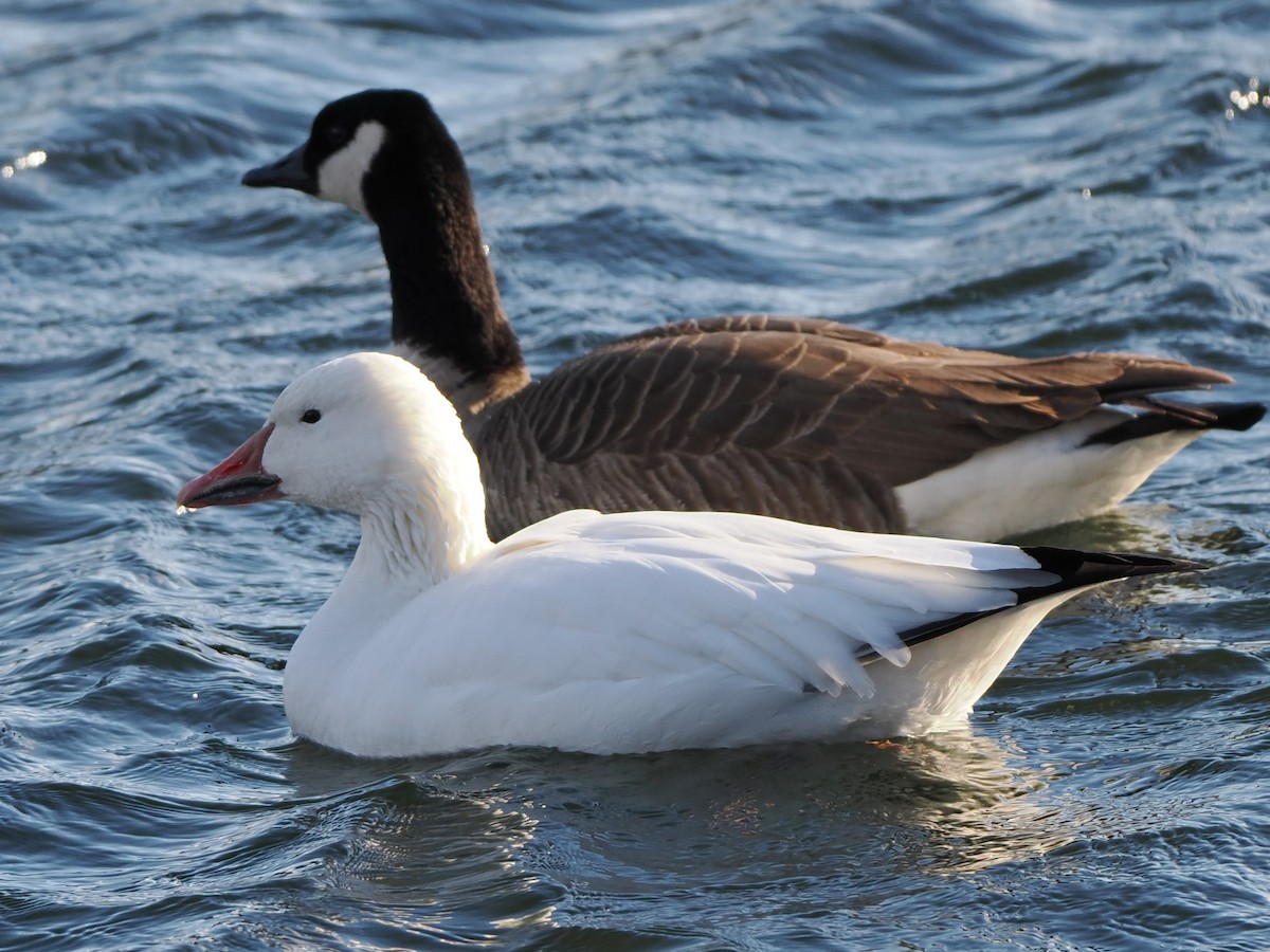 Snow Goose - ML630851070