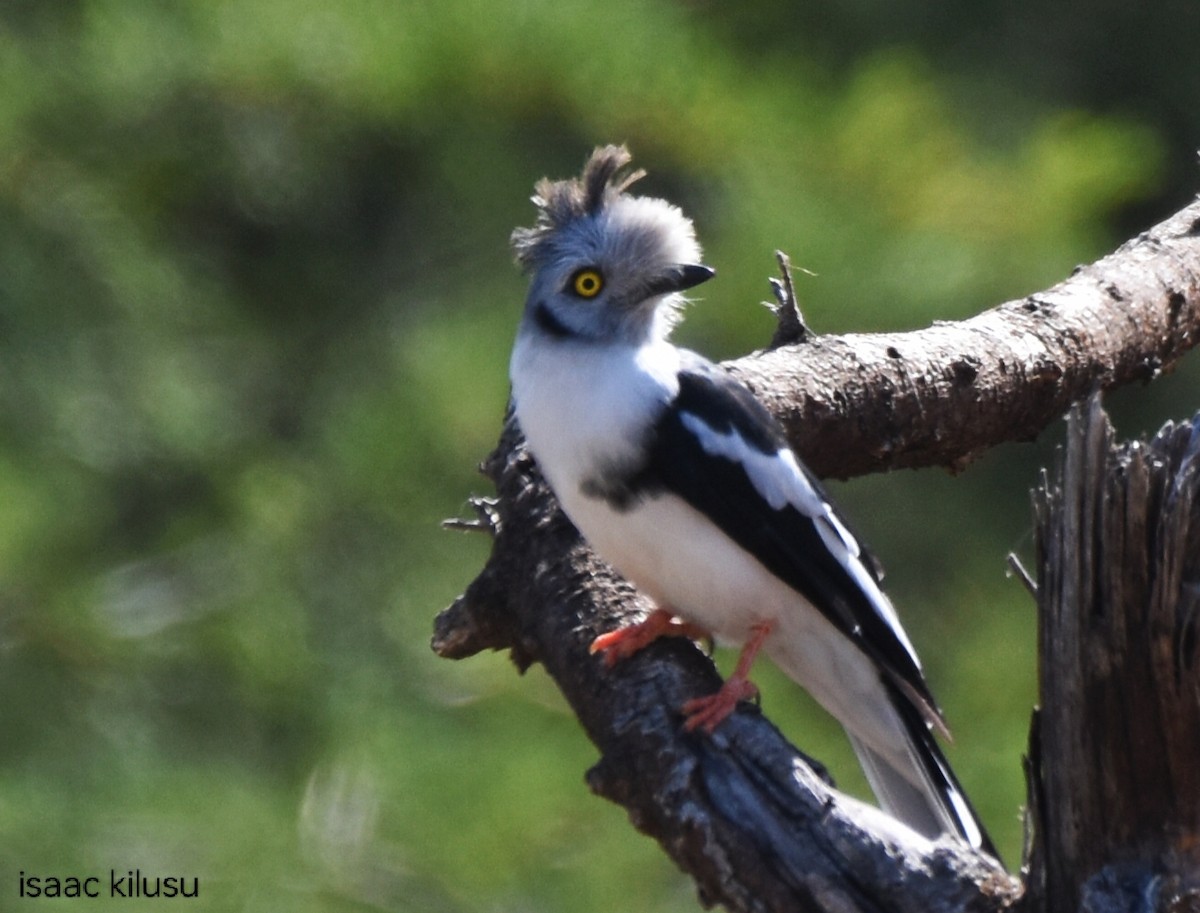 Gray-crested Helmetshrike - ML630851403