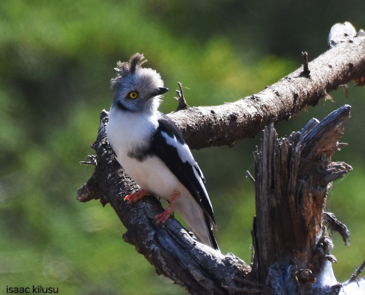 Gray-crested Helmetshrike - ML630851404