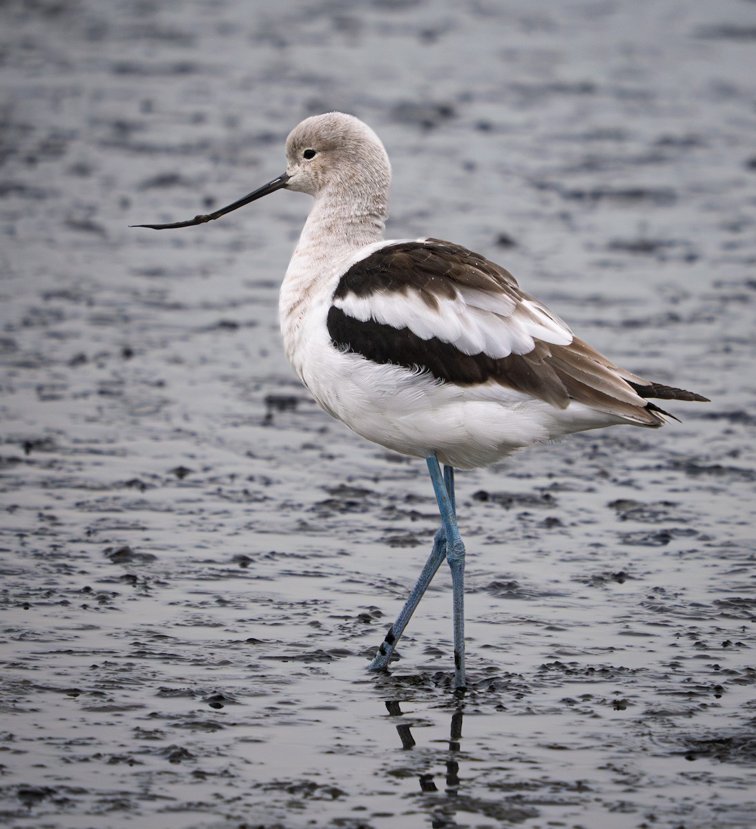 American Avocet - ML630851525