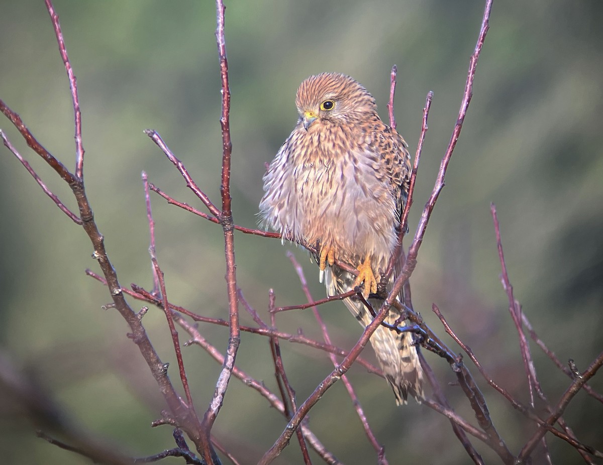 poštolka obecná - ML630851535