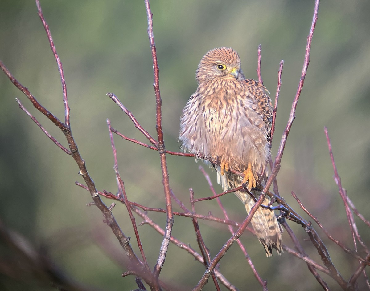 poštolka obecná - ML630851541