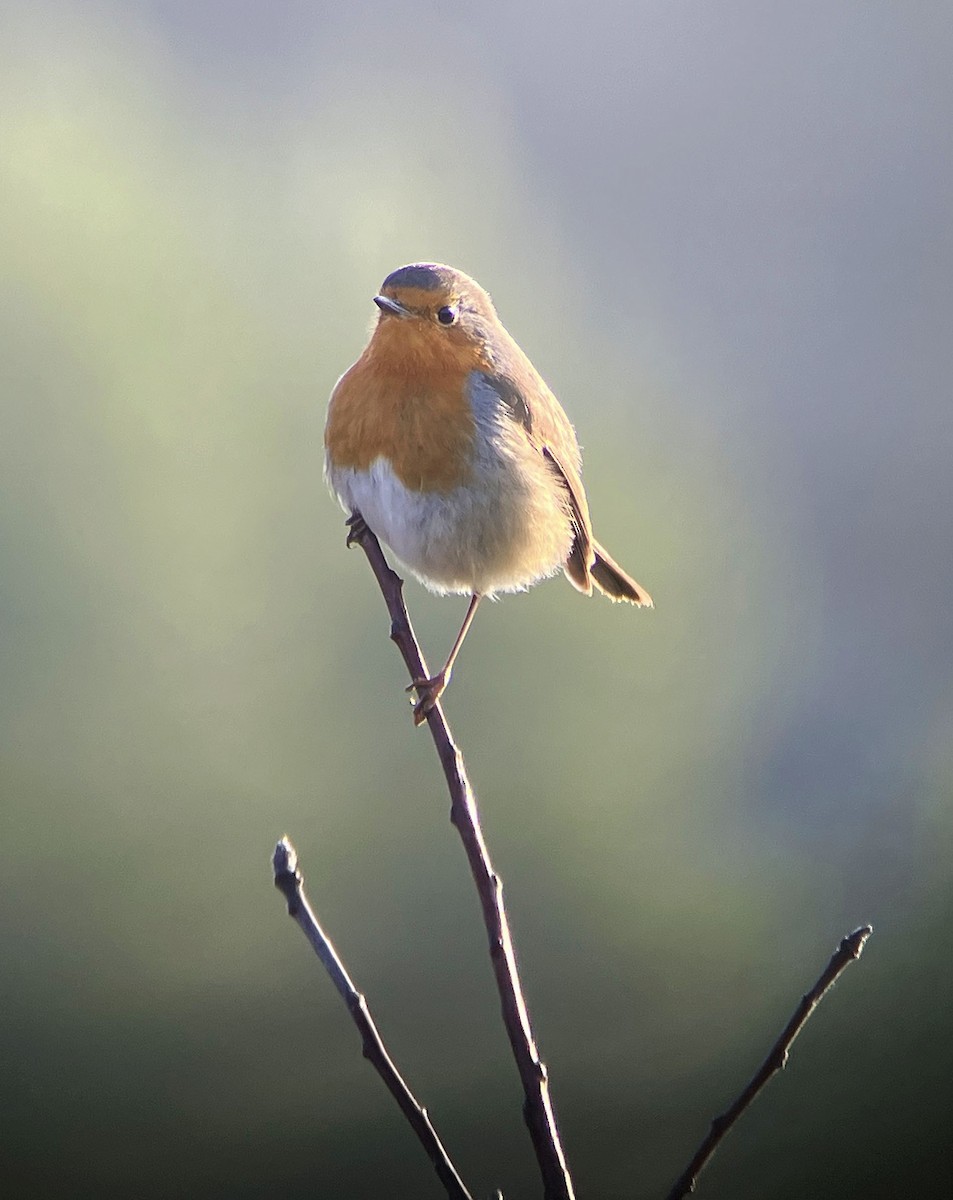 červenka obecná - ML630851550