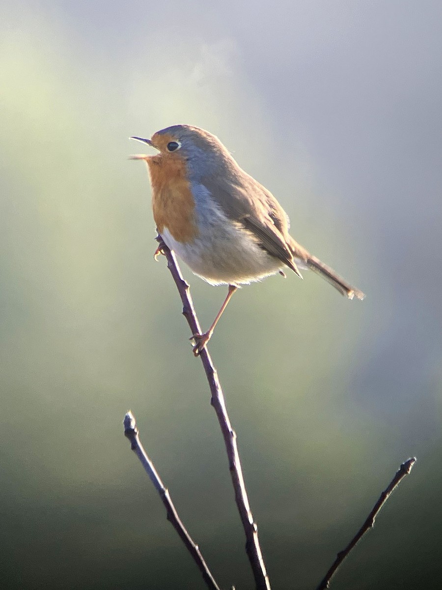 červenka obecná - ML630851554