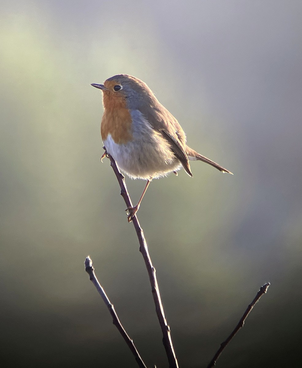 červenka obecná - ML630851567