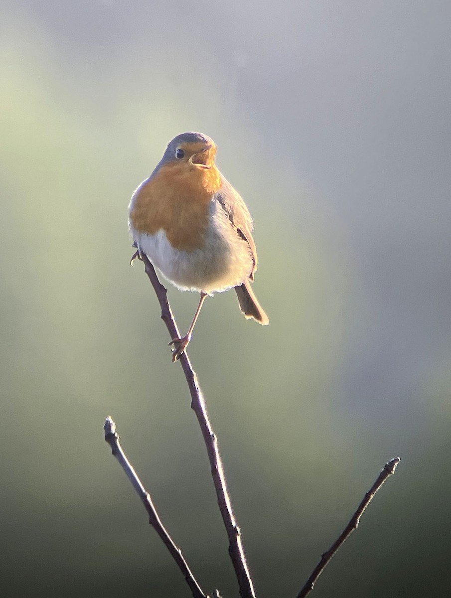 červenka obecná - ML630851569