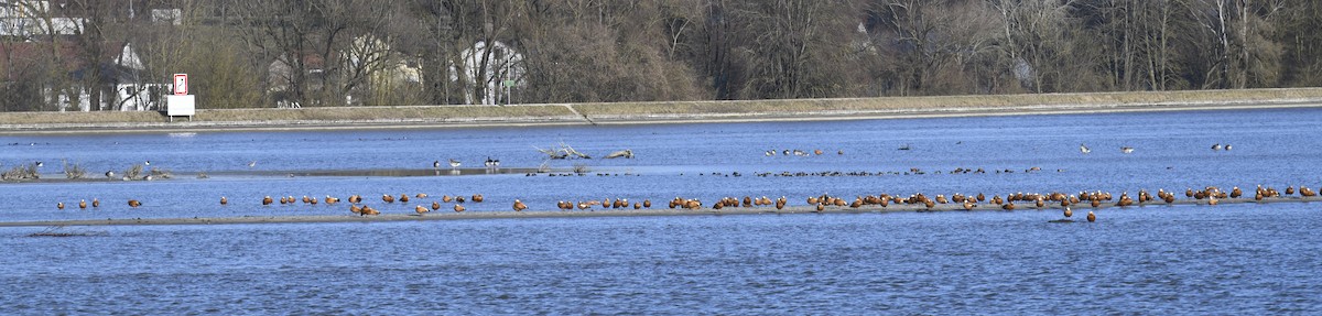 Ruddy Shelduck - ML630851688