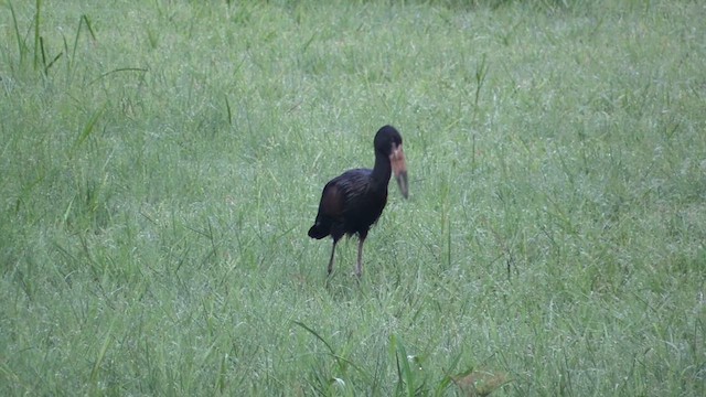 African Openbill - ML630851818