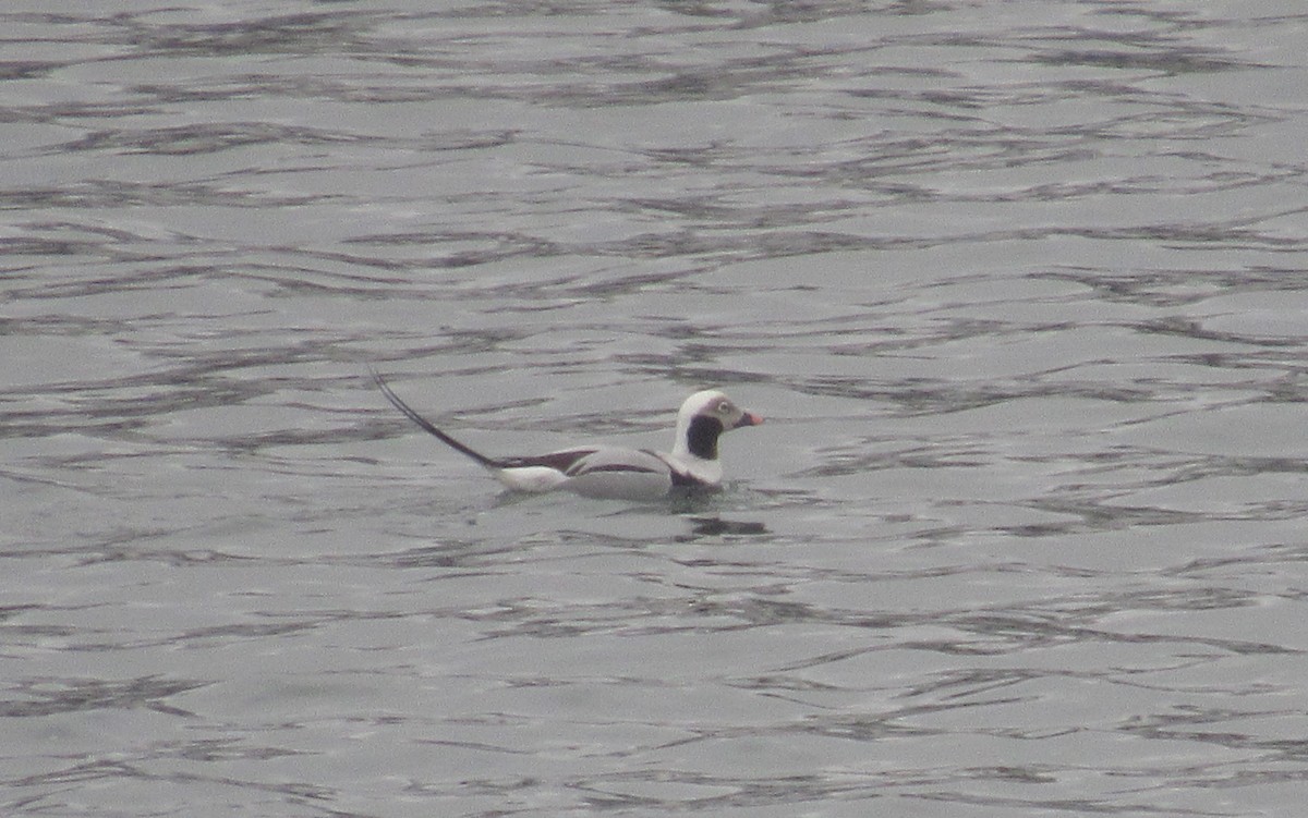 hoholka lední - ML630851886