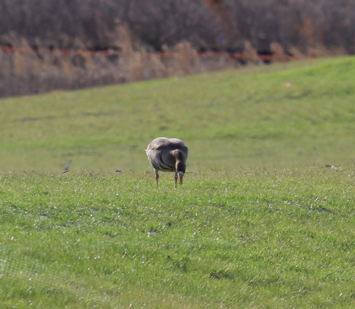 Greater White-fronted Goose - ML630851890