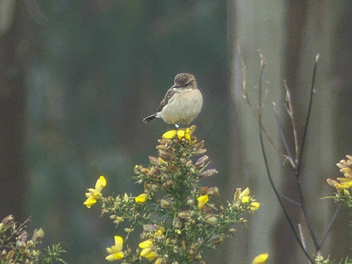 Amur Stonechat - ML630851954