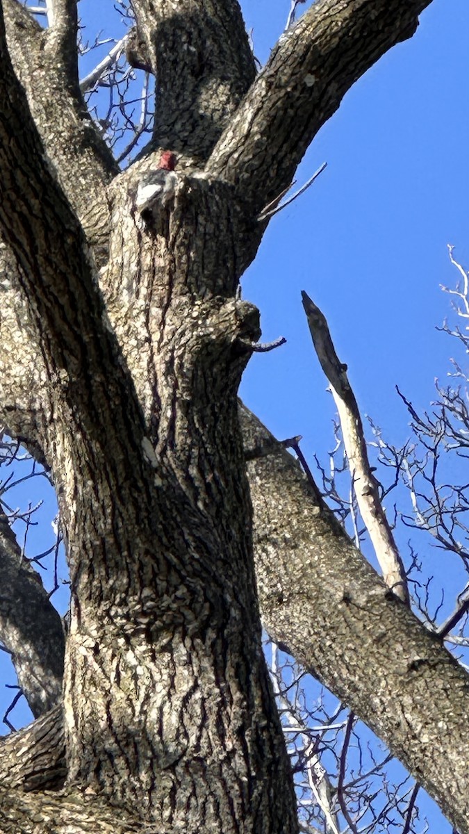 Red-headed Woodpecker - ML630851987