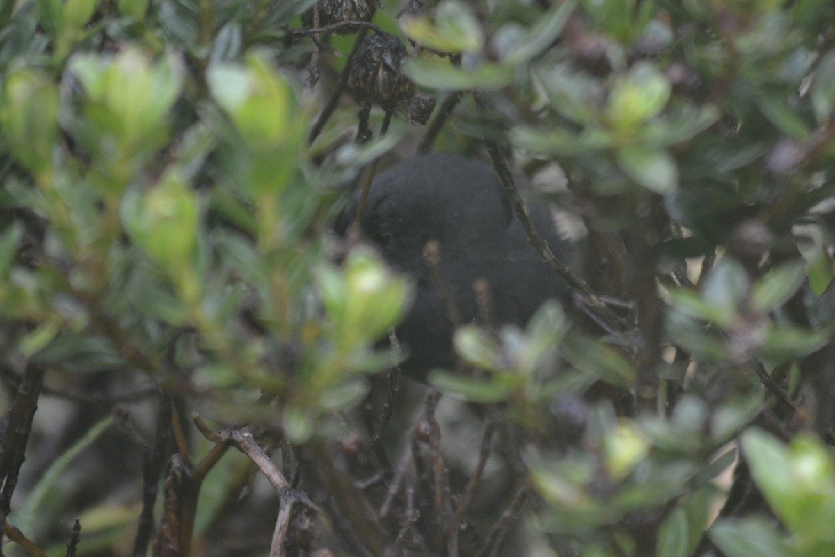 Paramo Tapaculo - ML630851994