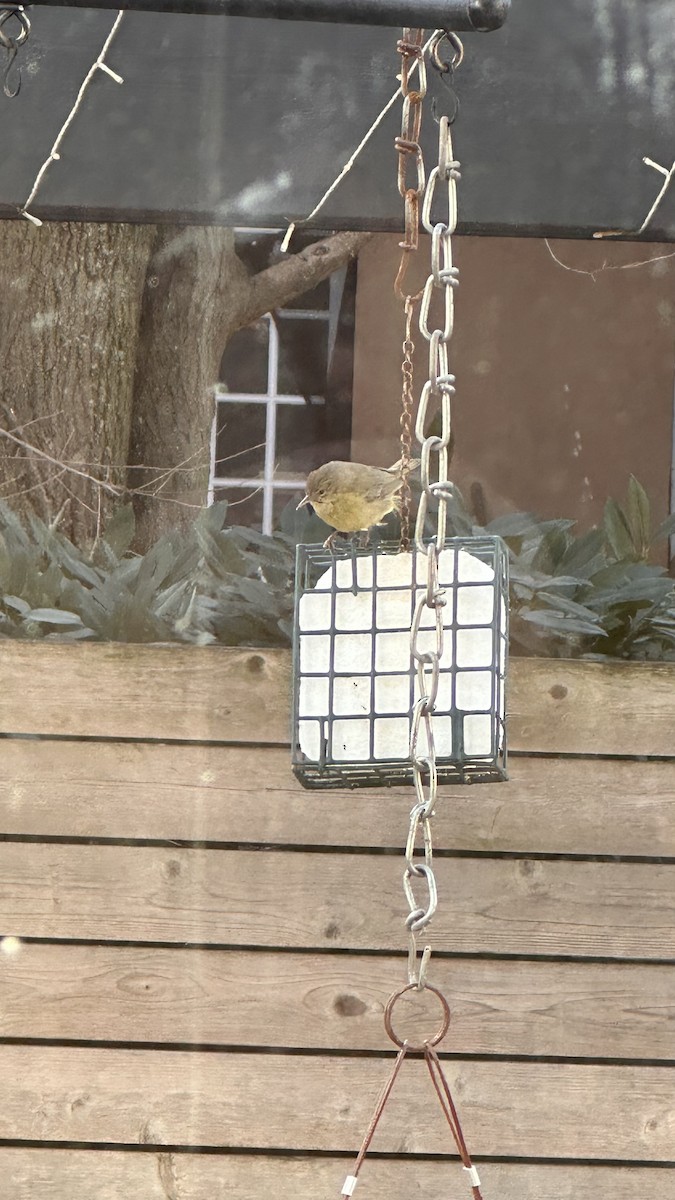 Orange-crowned Warbler - ML630852008