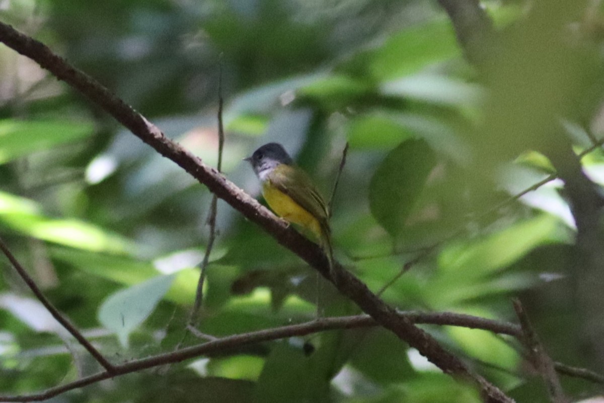 Gray-headed Canary-Flycatcher - ML630852064