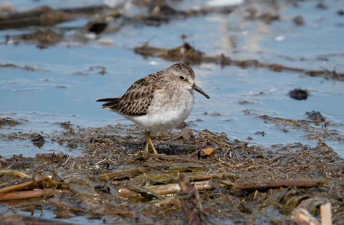 Least Sandpiper - ML630852094