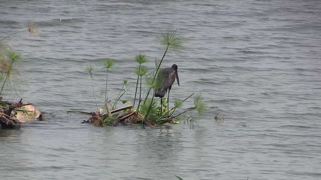 African Openbill - ML630852269