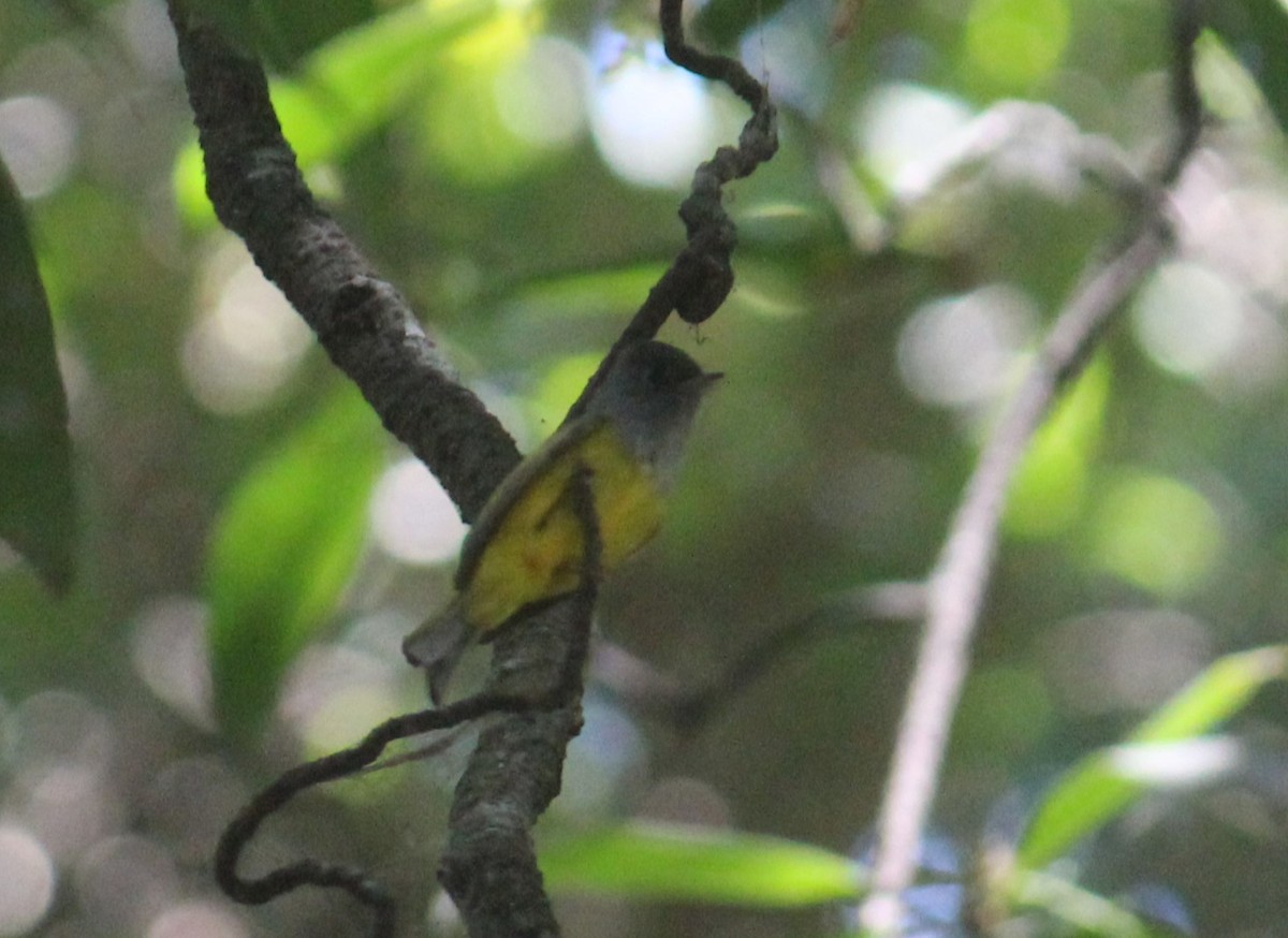Gray-headed Canary-Flycatcher - ML630852433